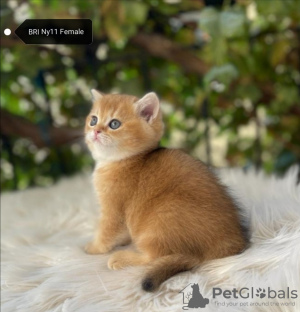 Photo №1. british longhair - for sale in the city of Bursa | 2500$ | Announcement № 25848