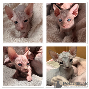 Photo №1. sphynx cat - for sale in the city of Sacramento | Is free | Announcement № 114176