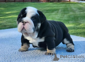 Photo №1. english bulldog - for sale in the city of Poznan | 423$ | Announcement № 126648