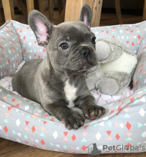 Photo №1. french bulldog - for sale in the city of Tallinn | negotiated | Announcement № 125260