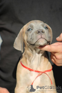 Photo №3. Cane Corso puppies. Serbia