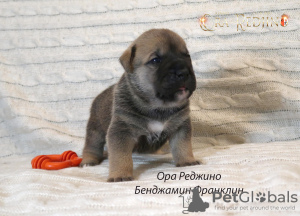 Photo №4. I will sell ca de bou in the city of Москва. from nursery - price - negotiated