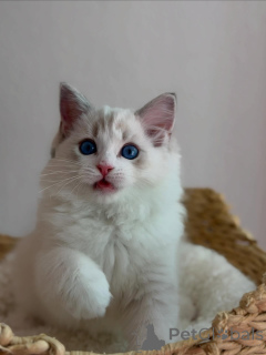 Photo №2 to announcement № 170644 for the sale of ragdoll - buy in Netherlands breeder