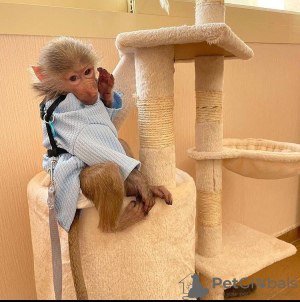 Photo №3. BEAUTIFUL BABY MONKEYS FOR SELL. United States