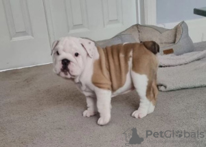 Photo №3. English Bulldog Puppies For Sale. Netherlands