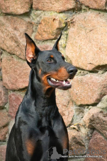 Photo №3. A handsome and healthy Doberman! in Belarus. Announcement № 10266