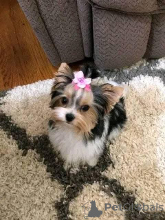 Photo №3. Yorkie puppies for adoption. United Kingdom