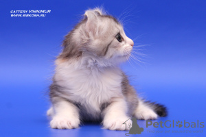 Photo №4. I will sell american curl in the city of St. Petersburg. from nursery - price - negotiated