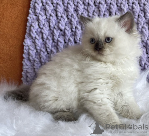 Photo №2 to announcement № 104312 for the sale of ragdoll - buy in United States private announcement