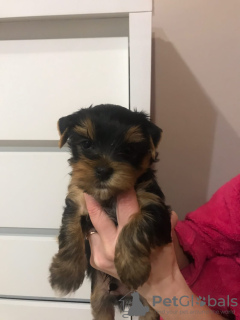 Photo №2 to announcement № 9348 for the sale of yorkshire terrier - buy in Ukraine private announcement