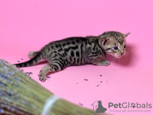 Photo №3. Kittens of the Savannah F5 SBT breed. Russian Federation