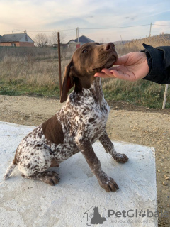 Photo №1. german shorthaired pointer - for sale in the city of Armavir | negotiated | Announcement № 31806