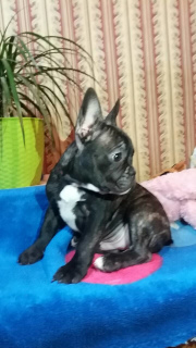 Photo №1. french bulldog - for sale in the city of Khmelnitsky | 182$ | Announcement № 4686