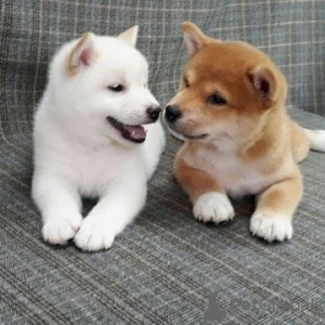 Photo №2 to announcement № 11139 for the sale of shiba inu - buy in Poland 