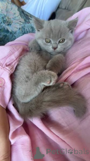 Photo №3. BEAUTIFUL SOLID WHITE BLUE EYED BRITISH SHORTHAIR KITTENS!. United Kingdom