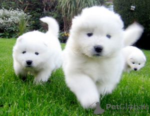 Photo №1. samoyed dog - for sale in the city of Chico | Is free | Announcement № 124116