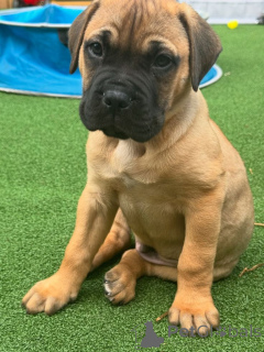 Photo №3. Ca de Bou. Germany