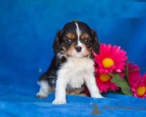 Photo №2 to announcement № 136920 for the sale of cavalier king charles spaniel - buy in Switzerland breeder