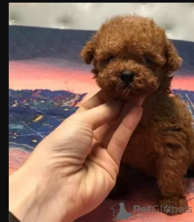 Photo №1.  - for sale in the city of Calgary | 600$ | Announcement № 164607