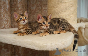 Photo №1. bengal cat - for sale in the city of Malmo | 706$ | Announcement № 153199