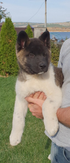 Photo №2 to announcement № 3320 for the sale of american akita - buy in Russian Federation private announcement