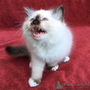 Photo №3. birman kittens available. Czech Republic