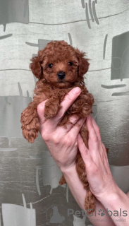 Additional photos: Toy poodle mini Red-Brown puppies for sale