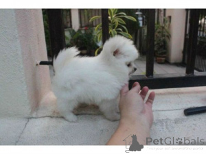 Photo №1. pomeranian - for sale in the city of Kiev | negotiated | Announcement № 168847