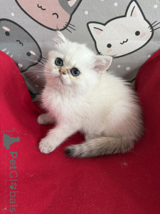 Photo №3. SEAL Point exotic kitty with PZF pedigree. Poland