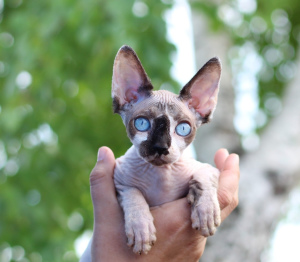 Photo №1. sphynx-katze - for sale in the city of Omsk | negotiated | Announcement № 2462