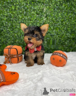 Photo №1. yorkshire terrier - for sale in the city of Vienna | 659$ | Announcement № 141208