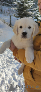 Photo №1. golden retriever - for sale in the city of Brenna | 2113$ | Announcement № 86345