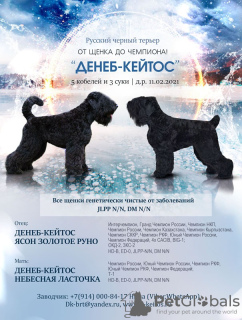 Photo №1. black russian terrier - for sale in the city of Irkutsk | negotiated | Announcement № 9203