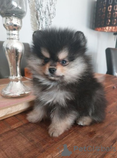 Photo №1. pomeranian - for sale in the city of Doha | negotiated | Announcement № 38564
