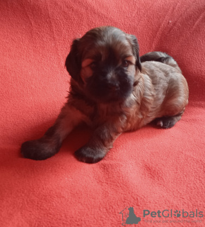 Additional photos: Tibetan Terrier puppies