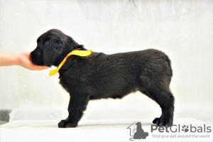 Photo №4. I will sell buryat-mongolian wolfhound in the city of Наро-Фоминск. private announcement, from nursery - price - 828$