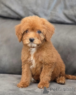 Photo №4. I will sell poodle (toy) in the city of London Borough of Camden. private announcement - price - 361$