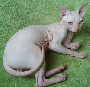 Photo №4. I will sell sphynx-katze in the city of Odessa. from nursery - price - 500$