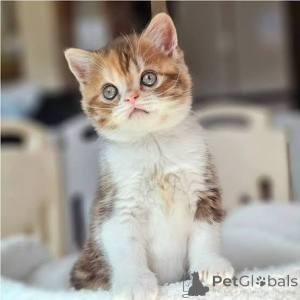Photo №2 to announcement № 173805 for the sale of british shorthair - buy in United Kingdom private announcement, breeder