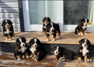 Photo №1. bernese mountain dog - for sale in the city of Thun | 355$ | Announcement № 13371