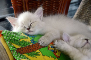 Photo №2 to announcement № 442 for the sale of siberian cat - buy in Russian Federation from nursery, breeder