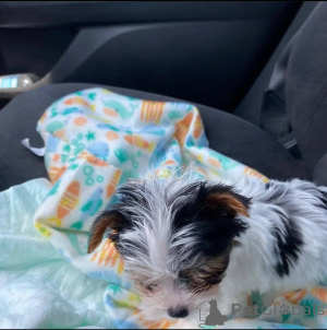 Photo №2 to announcement № 137414 for the sale of yorkshire terrier - buy in Netherlands breeder