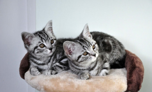 Photo №2 to announcement № 436 for the sale of american shorthair - buy in Estonia from nursery, breeder