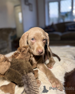Photo №2 to announcement № 161332 for the sale of weimaraner - buy in Denmark 