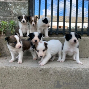 Photo №1. border collie - for sale in the city of Everton | 581$ | Announcement № 13499