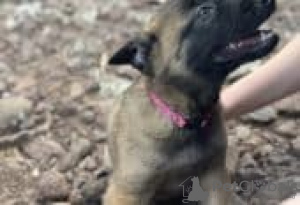 Photo №2 to announcement № 129094 for the sale of belgian shepherd - buy in Finland breeder