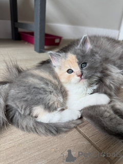 Photo №2 to announcement № 154914 for the sale of siberian cat - buy in Germany breeder