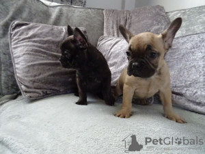 Additional photos: Family French Bulldog puppies available now for sale