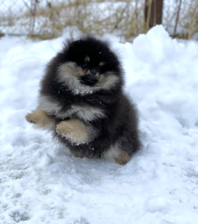 Photo №4. I will sell pomeranian in the city of Москва. breeder - price - 1764$