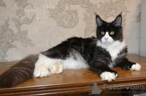 Photo №1. maine coon - for sale in the city of San Diego | 3000$ | Announcement № 26956